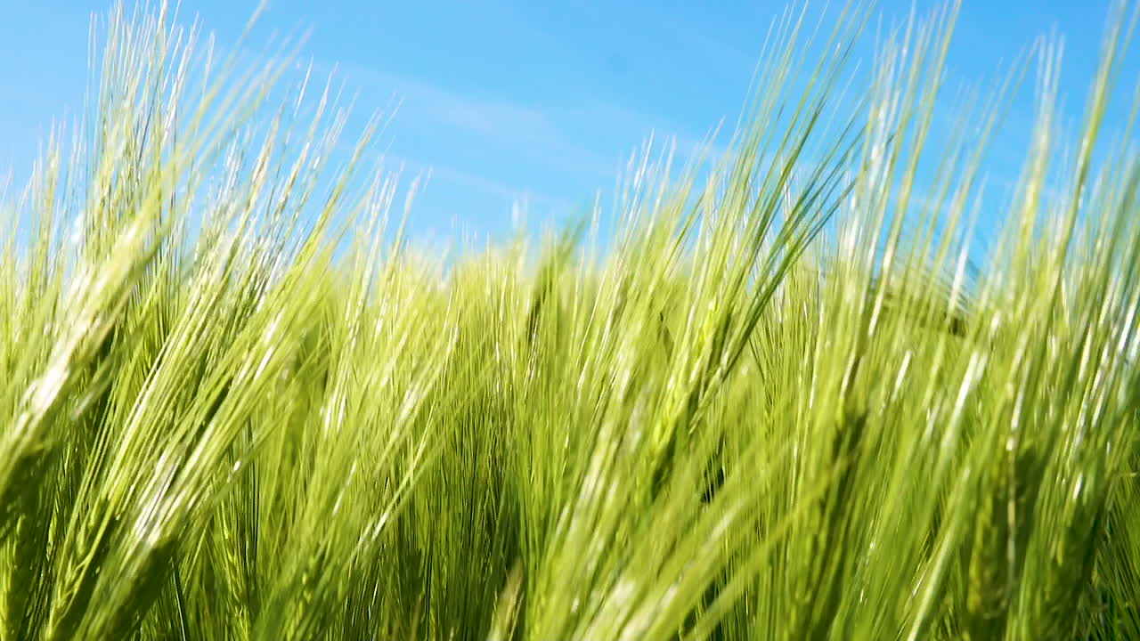 밝은 날에 넓은 보리밭에서 바람과 함께 꾸준히 움직이는 녹색 곡물을 닫습니다.