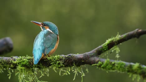 martín pescador, ijsvogel, descansa sobre una rama, luego se va volando en cámara lenta