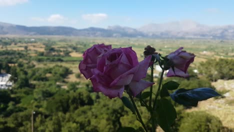 Rose-flower-close-up-with-landscape-in-the-background-on-a-sunny-day