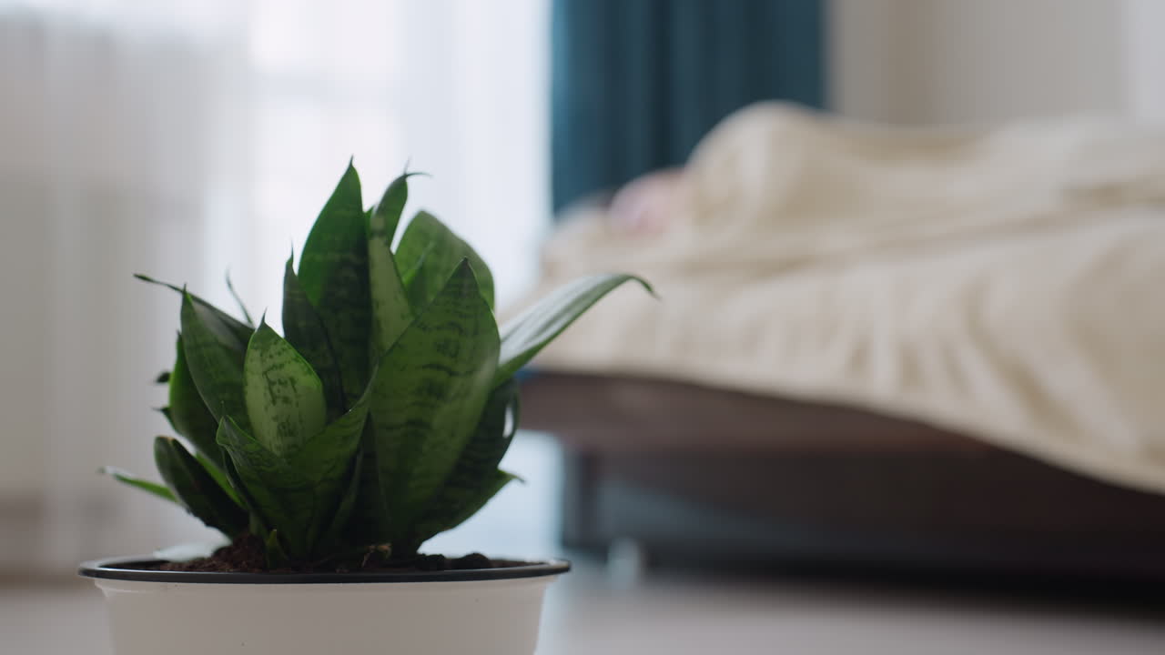 Close up of potted plant with vibrant green leaves placed on floor while blurred view of person sleeping under blanket on bed in background
