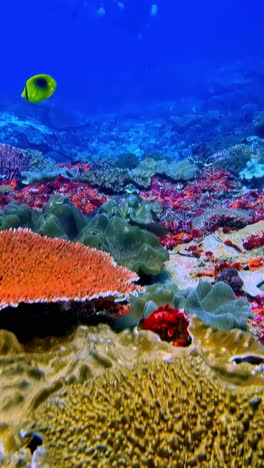 wide coral reef plateau with sponges and yellow tang fish in clear tropical water, vertical