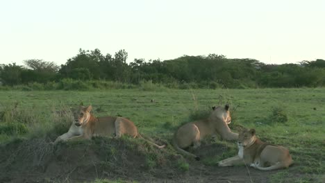 Tres-Leonas-Tendidas-En-El-Montículo-En-Olare-Motorogi-Conservancy,-Masai-Mara,-Kenia---Primer-Plano