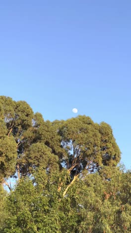 Moon-in-the-trees-of-Jesus-Maria-Mexico