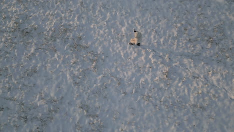 Top-aerial-view-of-man-walking-in-the-snow-with-white-coat-and-stick