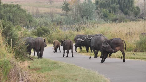 la manada de búfalos africanos bloquea la carretera principal