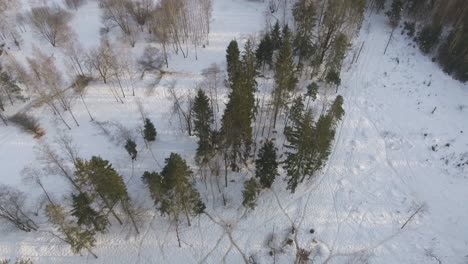 Una-Manada-De-Ciervos-Pasta-En-El-Bosque-En-Invierno