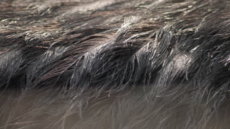 close up shot of an ostrich black feather