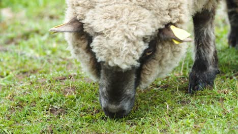 ovejas de cerca comiendo hierba en el pasto