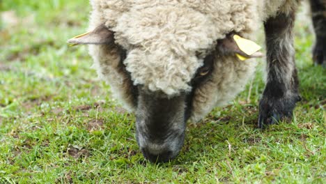 sheep close up eating grass on pasture