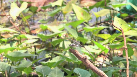 wide shot of dragonfly resting on tree branch