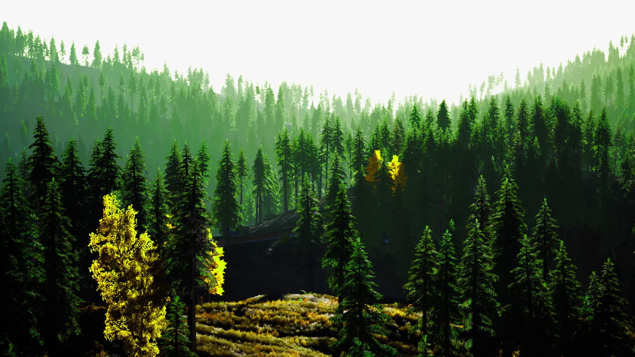 Lush green pine forest with sunlight filtering through trees in autumn