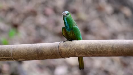 El-Abejaruco-De-Barba-Azul-Se-Encuentra-En-La-Península-De-Malaya,-Incluida-Tailandia,-En-Claros-De-Bosques-Particulares