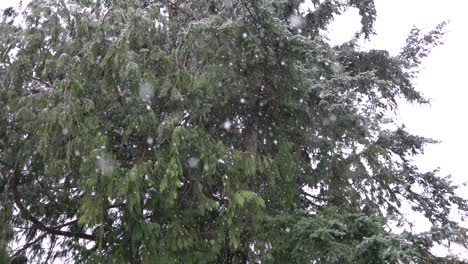 Snowflakes-falling-in-Slow-Motion-near-trees