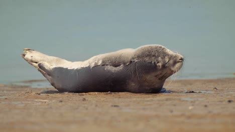 a sea seal is getting sleepy on the shore of texel island, netherlands