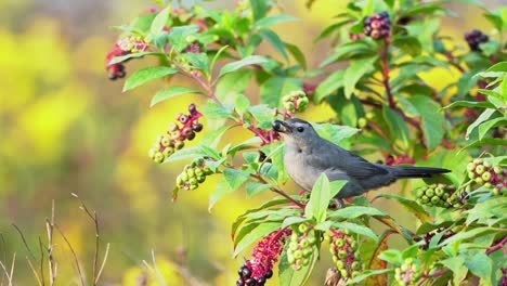 A-catbird-sitting-in-a-berry-bush-and-eating-berries