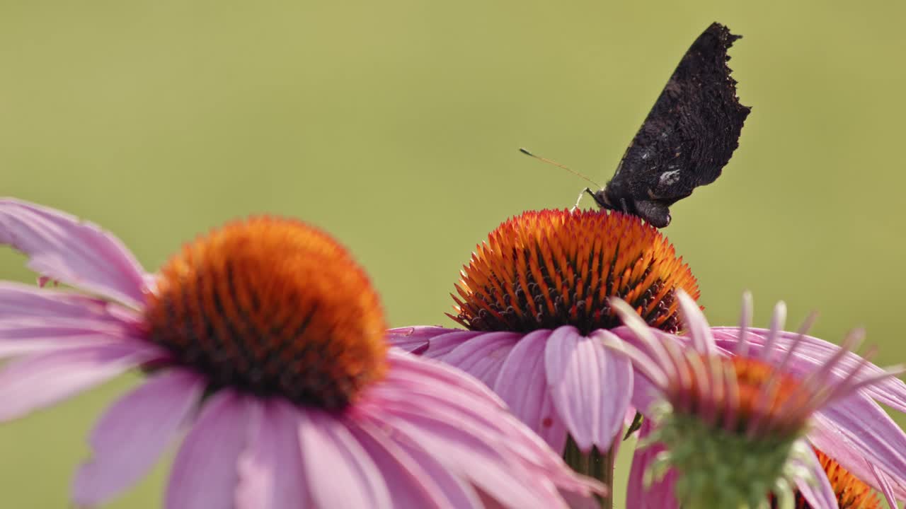 Small Tortoiseshell Butterfly opening wings on Purple Coneflower - macro-2