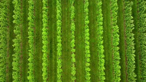 overhead view of rows of apple plantation with green foliage