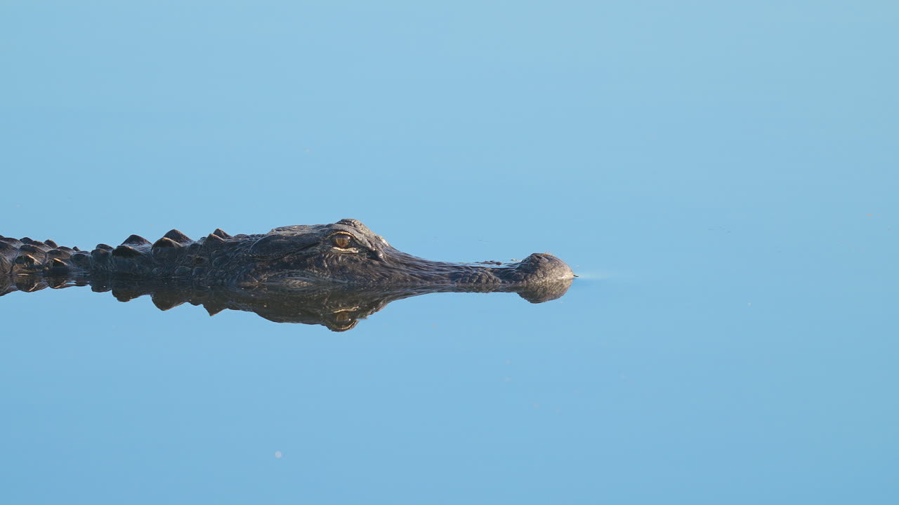 Alligator Slowly Moving Across Water