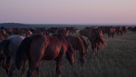 caballos pastando al amanecer o al atardecer