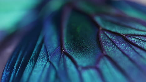 close-up of iridescent blue and green butterfly wing texture