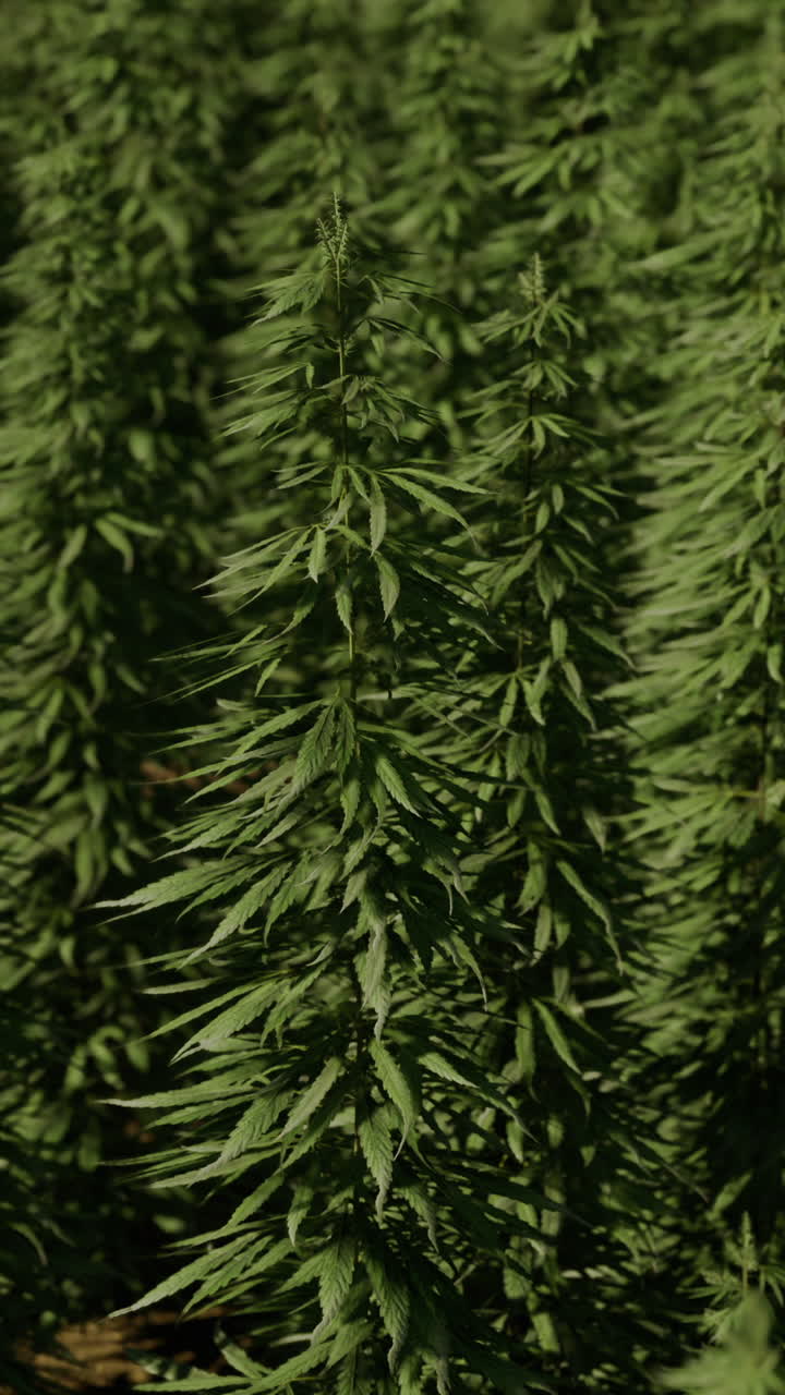 campo de plantas de cannabis