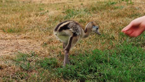 Nandu-baby-in-human-hands