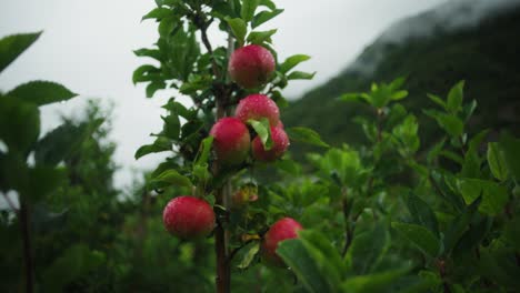 Close up shot of apples on the tree in mountain orchard
