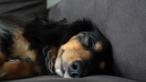 perro dachshund soñoliento acostado de lado en un sofá gris se queda dormido lentamente