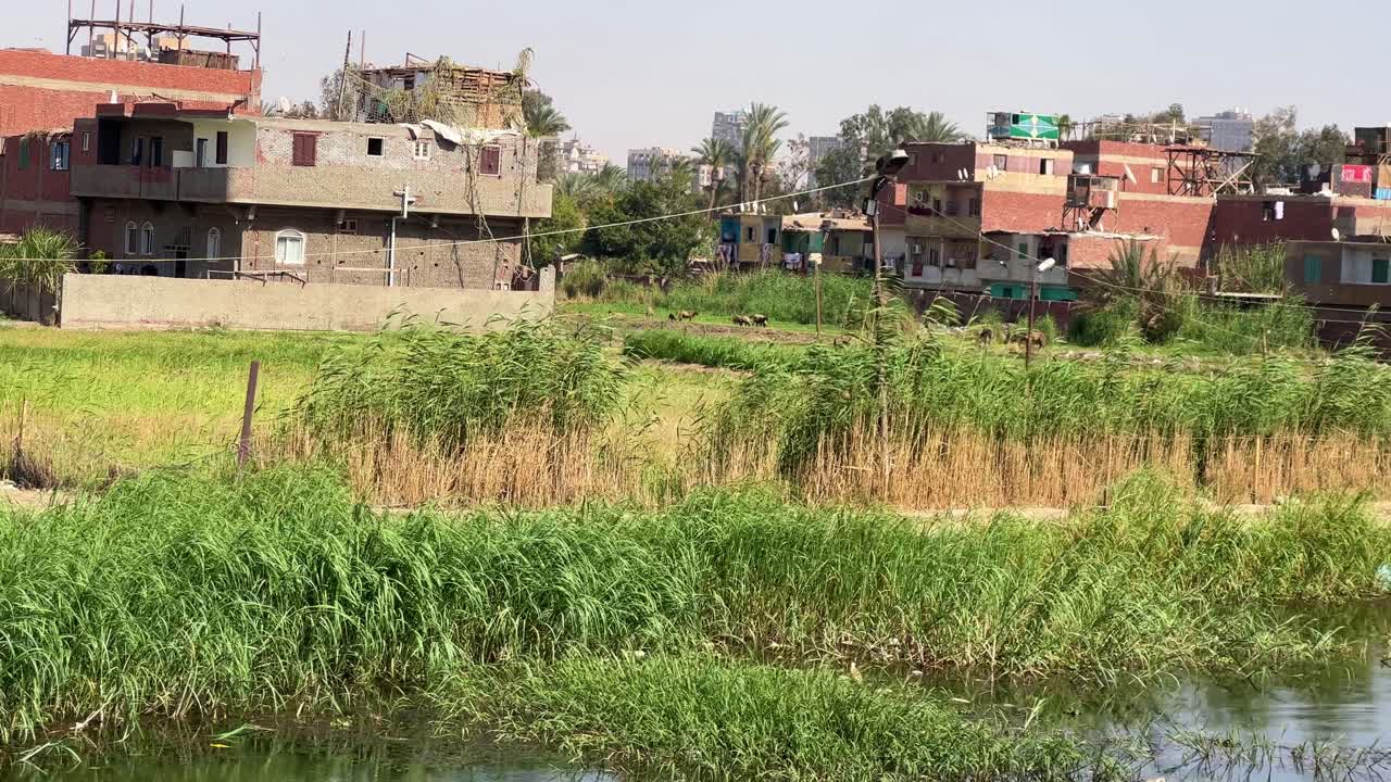 Fiume Nilo vicino al Cairo in Egitto, di giorno, con fauna e vegetazione nel Nord Africa