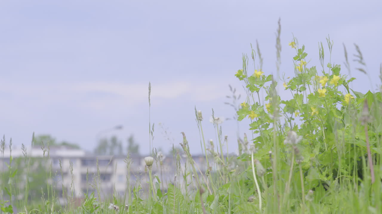 Focus rack from residential buildings to green grass and flowers