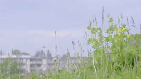 focus rack from residential buildings to green grass and flowers
