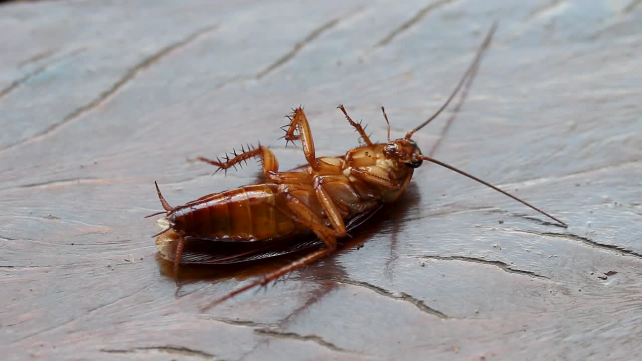 la cucaracha espeluznante, el repelente de insectos
