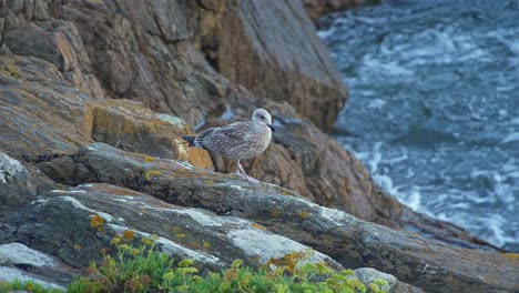 Seagull-perched-on-the-rocks-by-the-sea-in-Brittany