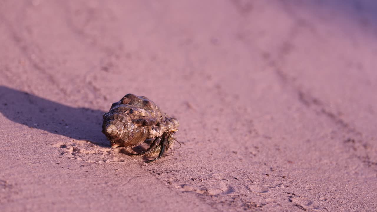 모래 표면에서 천천히 움직이는 고향 크래브