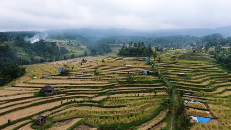 ascending aerial shot revealing the rice fields in bali