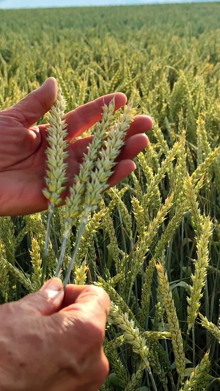 Mani maschili che tengono spighe di grano verdi. Campo di mais acerbo ondeggiante al vento sullo sfondo