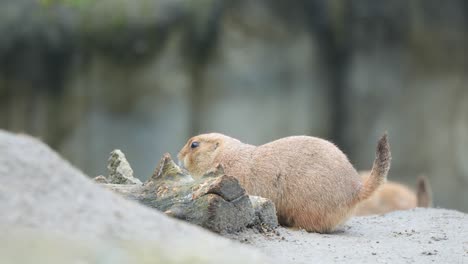 closeup of mexican prairie dog feeding on wood on the ground