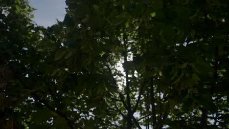 sunlight filtering through tree branches