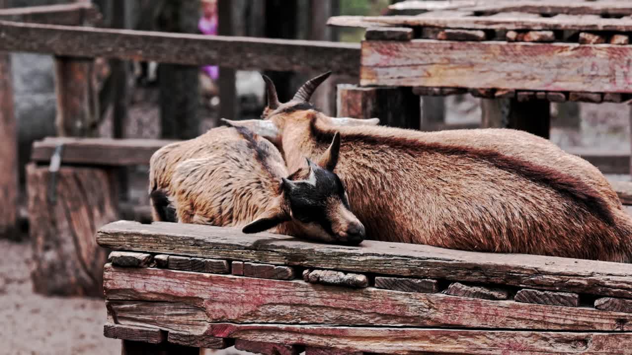 A Mother and baby goat sleeping on a wooden construction