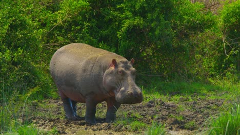 Nilpferd-Steht-Am-Ufer-Im-Tiefen-Schlamm,-Isoliert-Und-Allein