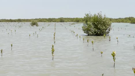 toma panorámica de filas de cultivos plantados en un bosque de manglares en balochistán