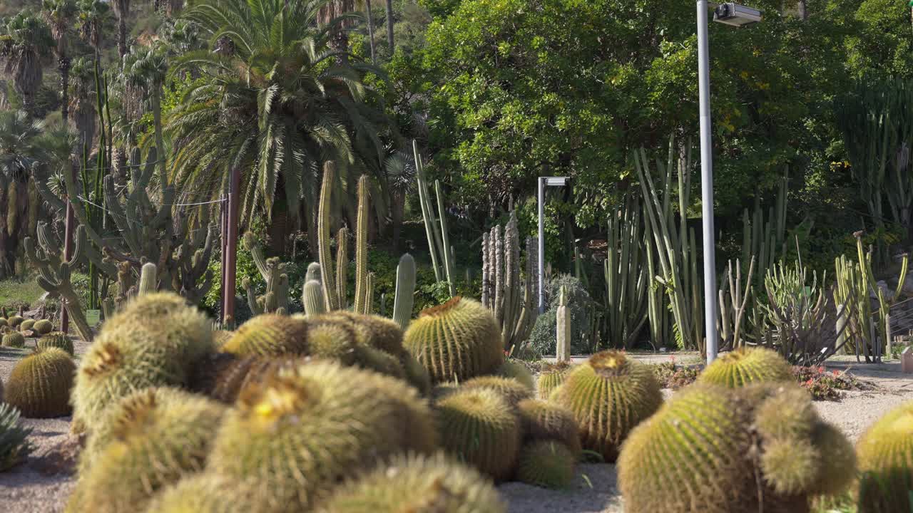 montjuic jardins mossen costa llobera에서 당김 초점을 맞춘 선인장 샷을 아래로 기울이세요