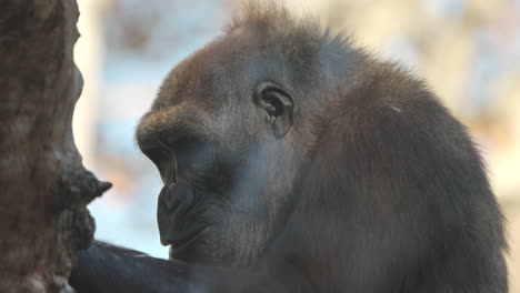 Gorilla-in-wildlife-park