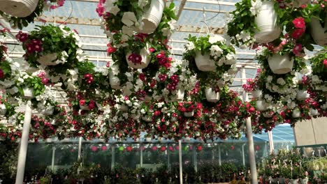 flores y plantas en una gran tienda de jardinería 4k