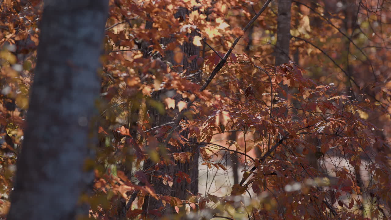 오후에 숲 속 의 오렌지 나무 들
