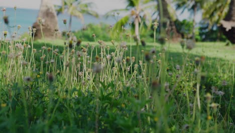 close up shot of dandelion without seeds