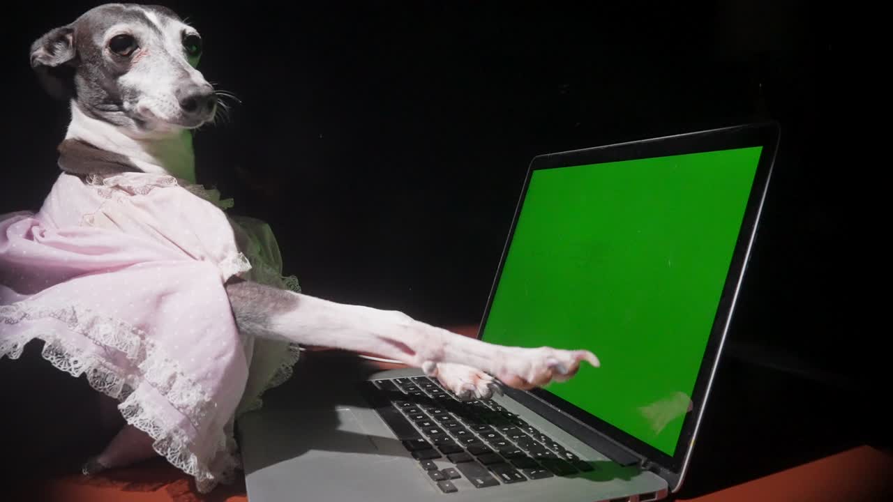 los tipos de galgos italianos en pantalla verde de la computadora en cámara lenta