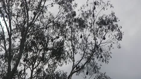 Fledermäuse-Fliegen-Und-Landen-Auf-Einem-Baum-Mit-Schlafenden-Fledermäusen-Australien-Gippsland-Victoria-Maffra-Tagsüber