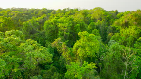 Drohne-Rückt-über-Riesigen-Atlantischen-Wald-Vor