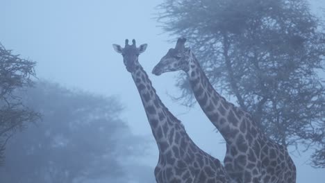 Giraffe-Im-Neblig-Blauen-Morgennebel-In-Afrika-Im-Serengeti-Nationalpark-In-Tansania-In-Der-Atmosphärischen,-Launischen,-Dunklen-Morgendämmerung-Mit-Dichtem-Nebel-Auf-Nebliger-Afrikanischer-Wildtiersafari-Mit-Tierpirsch